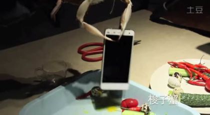 Xiaomi shows the strength of Xiaomi Mi4 using live crabs